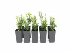 Hedge Euonymous Microphylla Japonica Shrubs