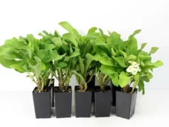 Succulents Euphorbia Milli Butter