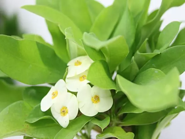 Succulents Euphorbia Milli Butter 6 Succulents Euphorbia Milli Butter