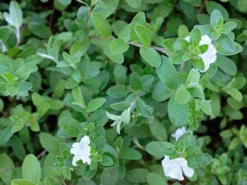 Shrubs Evolvulus Pilosus White