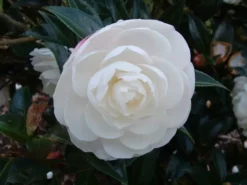 Hedge Shrubs Camellia Assorted Pack