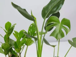 Shrubs Screening Plants The Easy Care Plant Pack - Trio