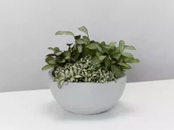 Indoor Garden Eco Hanging Baskets + Plants Combo Plant + Pot Multi Packs