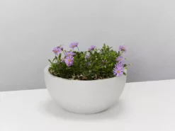 Indoor Garden Eco Hanging Baskets + Plants Combo Plant + Pot Multi Packs