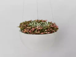 Indoor Garden Eco Hanging Baskets + Plants Combo Plant + Pot Multi Packs