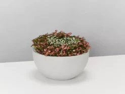 Indoor Garden Eco Hanging Baskets + Plants Combo Plant + Pot Multi Packs