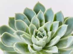 Succulents Full Sun Echeveria Violet Queen 85mm