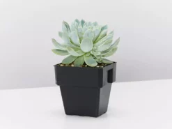 Succulents Full Sun Echeveria Violet Queen 85mm