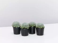 Succulents Echeveria White Minima Full Sun