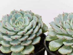 Succulents Echeveria White Minima Full Sun