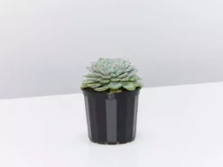 Succulents Echeveria White Minima Full Sun