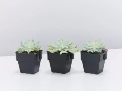 Succulents Echeveria Runyonii Topsy Turvy 85mm Full Sun