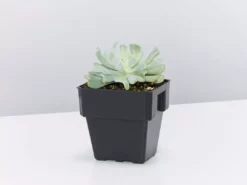 Succulents Echeveria Runyonii Topsy Turvy 85mm Full Sun