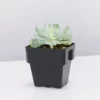 Succulents Plant Packs Assorted Succulent Box - 85mm