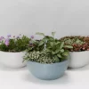 Indoor Garden Eco Hanging Baskets + Plants Combo Plant + Pot Multi Packs