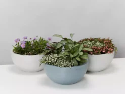 Indoor Garden Eco Hanging Baskets + Plants Combo Plant + Pot Multi Packs