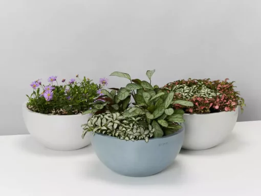 Indoor Garden Eco Hanging Baskets + Plants Combo Plant + Pot Multi Packs