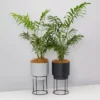 Elho Eco Stand + Plant + Pot (includes Coir)