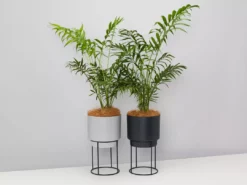 Elho Eco Stand + Plant + Pot (includes Coir)