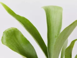 Indoor Garden Platycerium Bifurcatum 'Elkhorn Fern' - Pot + Plant