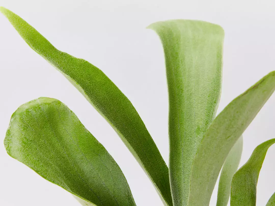 Indoor Garden Platycerium Bifurcatum 'Elkhorn Fern' - Pot + Plant 4 Indoor Garden Platycerium Bifurcatum 'Elkhorn Fern' - Pot + Plant