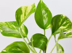 Indoor Garden Pothos Mixed Houseplant Pack 85mm Plant Packs