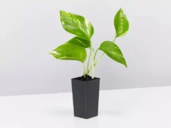 Indoor Garden Plant Packs Pothos Mixed Houseplant Pack 12 Indoor Garden Plant Packs Pothos Mixed Houseplant Pack