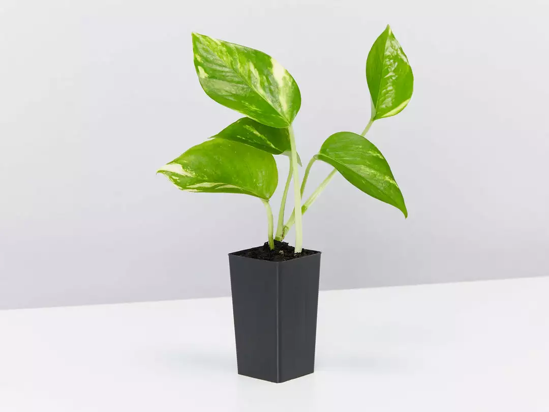 Indoor Garden Plant Packs Pothos Mixed Houseplant Pack 6 Indoor Garden Plant Packs Pothos Mixed Houseplant Pack