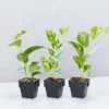Indoor Garden Pothos 'Devils Ivy' Golden Pothos Pack (Devil's Ivy) - 85mm 1 Indoor Garden Pothos 'Devils Ivy' Golden Pothos Pack (Devil's Ivy) - 85mm