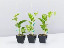 Indoor Garden Pothos 'Devils Ivy' Golden Pothos Pack (Devil's Ivy) - 85mm