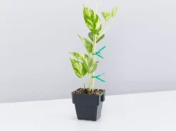 Indoor Garden Pothos 'Devils Ivy' Golden Pothos Pack (Devil's Ivy) - 85mm