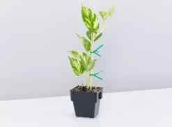 Indoor Garden Pothos Mixed Houseplant Pack 85mm Plant Packs