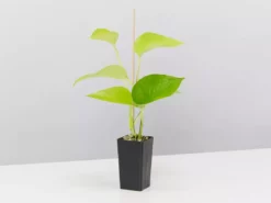 Indoor Garden Plant Packs Pothos Mixed Houseplant Pack 15 Indoor Garden Plant Packs Pothos Mixed Houseplant Pack