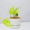 Pot + Plant Gift Box Pothos Goldilocks - Pot + Plant + Soil Easy Care Plants