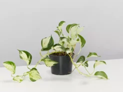 Indoor Garden Pothos 'Devils Ivy' Manjula Pothos (Epipremnum ‘Manjula’) - Pot + Plant + Soil