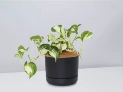 Indoor Garden Pothos 'Devils Ivy' Manjula Pothos (Epipremnum ‘Manjula’) - Pot + Plant + Soil