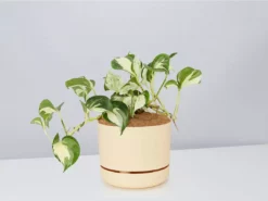 Indoor Garden Pothos 'Devils Ivy' Manjula Pothos (Epipremnum ‘Manjula’) - Pot + Plant + Soil