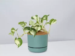 Indoor Garden Pothos 'Devils Ivy' Manjula Pothos (Epipremnum ‘Manjula’) - Pot + Plant + Soil