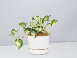 Indoor Garden Pothos 'Devils Ivy' Manjula Pothos (Epipremnum ‘Manjula’) - Pot + Plant + Soil
