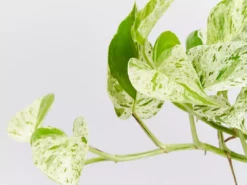 Indoor Garden Easy Care Plants Pothos Marble Queen - Plant Only