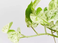 Pot + Plant Gift Box Pothos Marble Queen - Pot + Plant + Soil Pothos 'Devils Ivy' 28 Pot + Plant Gift Box Pothos Marble Queen - Pot + Plant + Soil Pothos 'Devils Ivy'