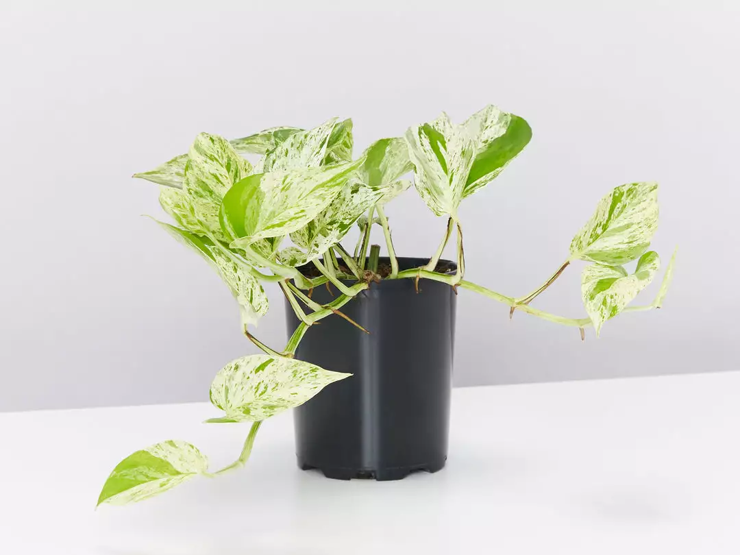 Pot + Plant Gift Box Pothos Marble Queen - Pot + Plant + Soil Pothos 'Devils Ivy' 9 Pot + Plant Gift Box Pothos Marble Queen - Pot + Plant + Soil Pothos 'Devils Ivy'