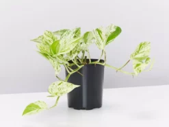 Indoor Garden Easy Care Plants Pothos Marble Queen - Plant Only