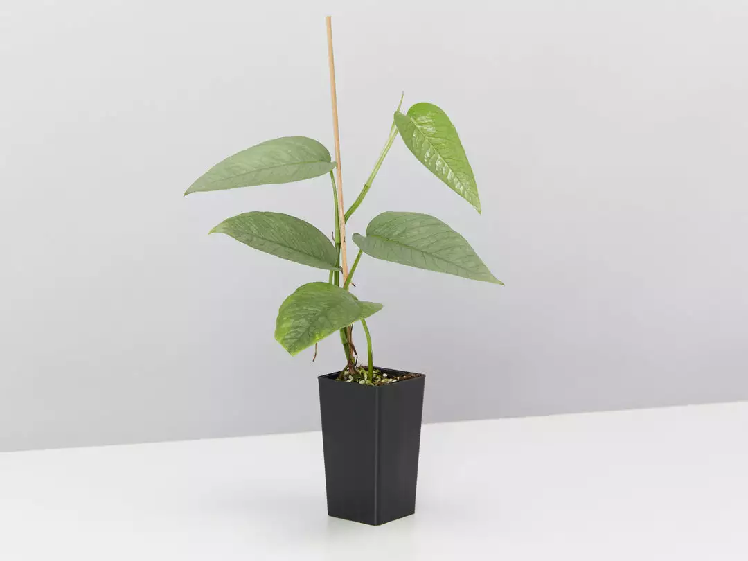 Indoor Garden Plant Packs Pothos Mixed Houseplant Pack 8 Indoor Garden Plant Packs Pothos Mixed Houseplant Pack