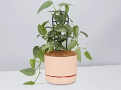 Pot + Plant Gift Box Cebu Blue Pothos - Pot + Plant + Soil