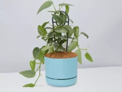 Pot + Plant Gift Box Cebu Blue Pothos - Pot + Plant + Soil