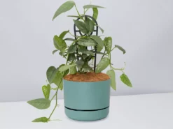 Pot + Plant Gift Box Cebu Blue Pothos - Pot + Plant + Soil