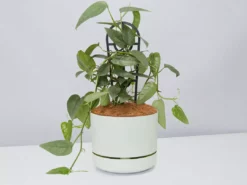 Pot + Plant Gift Box Cebu Blue Pothos - Pot + Plant + Soil