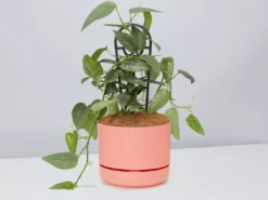 Pot + Plant Gift Box Cebu Blue Pothos - Pot + Plant + Soil