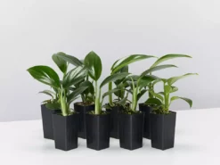 Indoor Garden Epipremnum Pinnatum Dragon Tails Plant Easy Care Plants